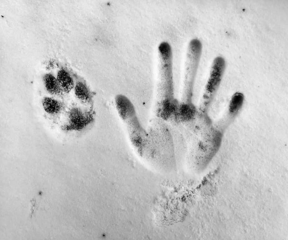 Pfode Hund Hand Pfode Hund Hand